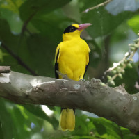 Black-naped Oriole